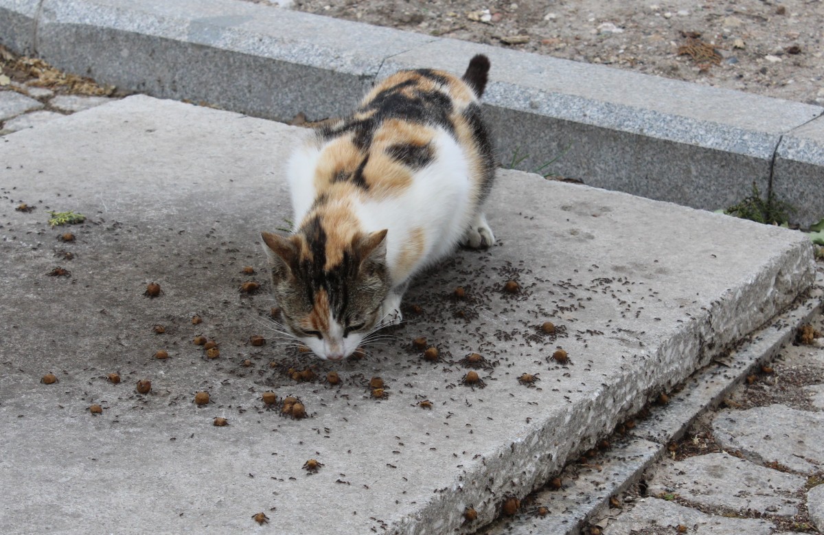 Troja am 9. Mai 2014: Eine Katze versucht zu essen, whrend die Ameisen fleissig - man htte 'ameisenfleissig' sagen knnen - darauf arbeiten, ihren Teil der Beute zu bekommen.