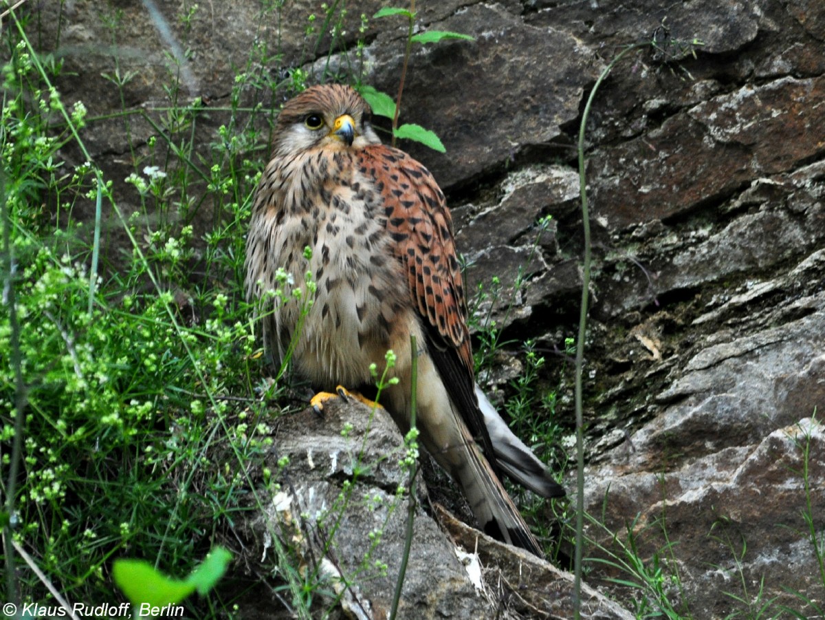 Turmfalken-Weibchen (Falco tinnunculus). Grovoliere fr Eulen in Borava Lada / Sumava Nationalpark /Tschechien