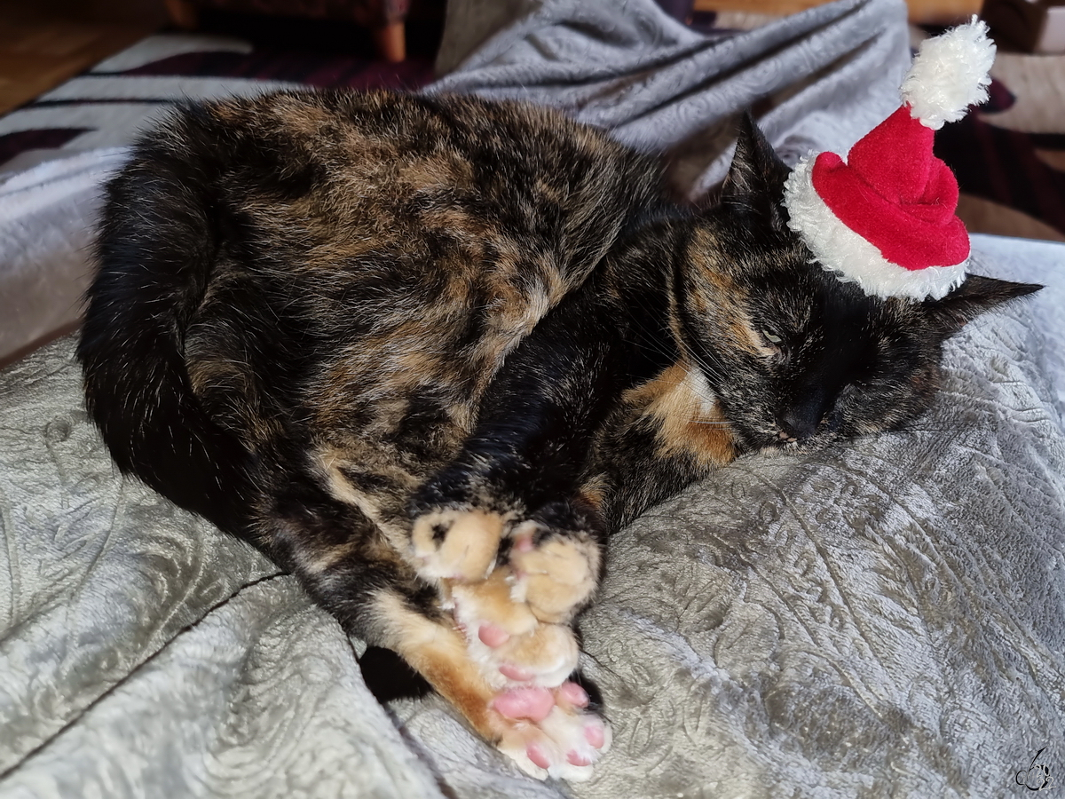 Unsere Luna wnscht Allen entspannte Weihnachtstage. (Hattingen, Dezember 2022)
