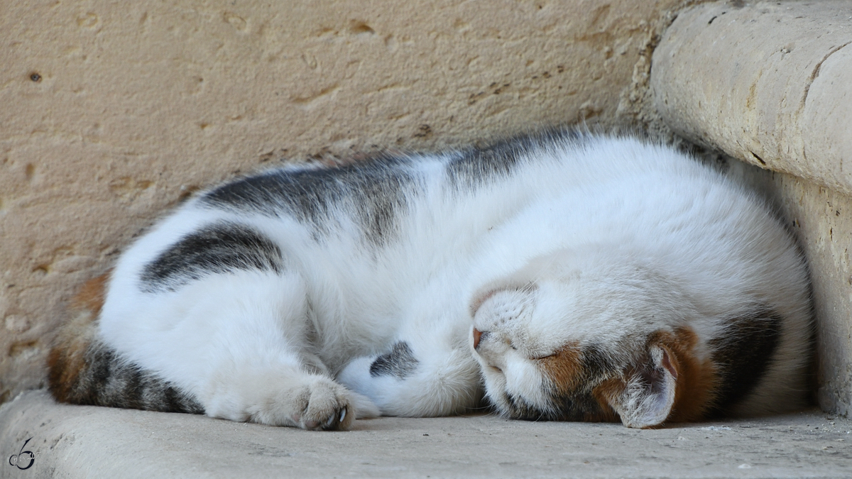 Unter einem Ameisenwanderpfad scheint diese Katze besonders gut schlafen zu knnen. (Valletta, Oktober 2017)