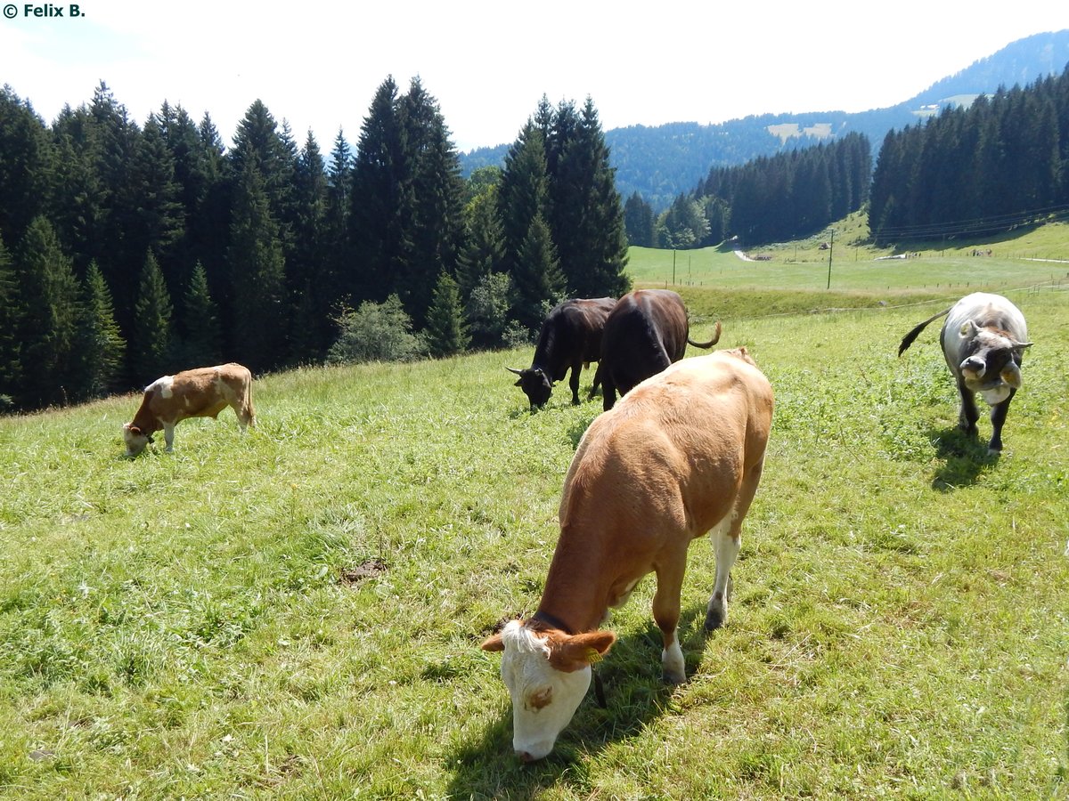 Verschiedene Rinder in der Nhe der Starzlachklamm am 04.08.2015