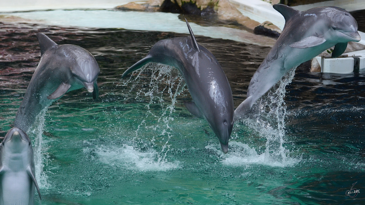 Vier Delfine whrend einer Vorfhrung im Zoo Duisburg.