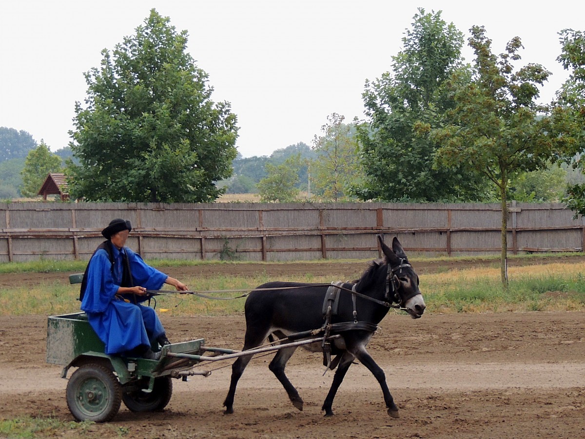  Volle Kraft voraus  bei einer Eselkutschenfahrt, auf einem ungarischen Reiterhof; 130826
