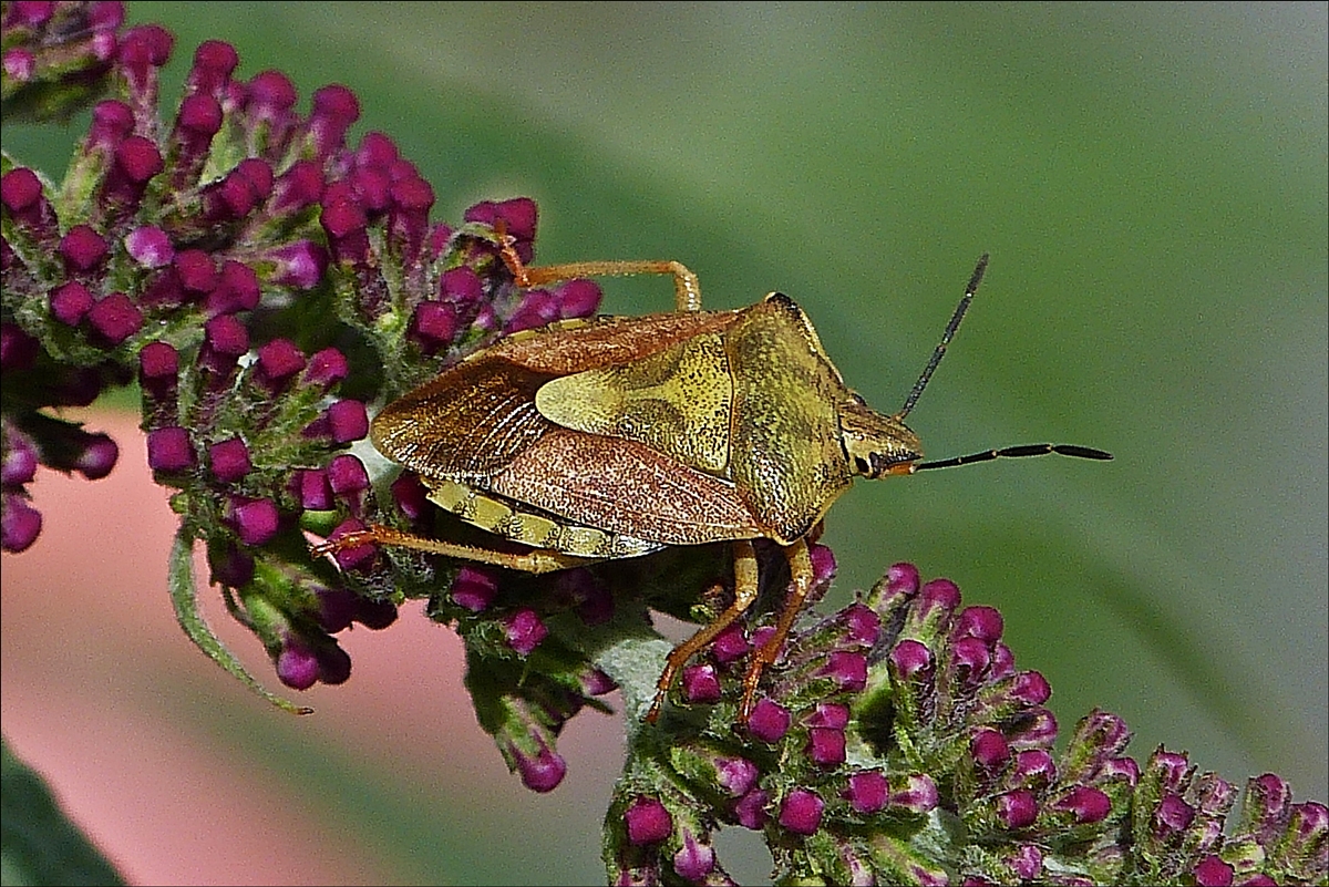 Wanze de Art  Carpocoris purpureipennis  (Purpur-Fruchtwanze) am Schmetterlingsstrauch in unserm Blumenbeet.  16.08.2019 (Hans)
