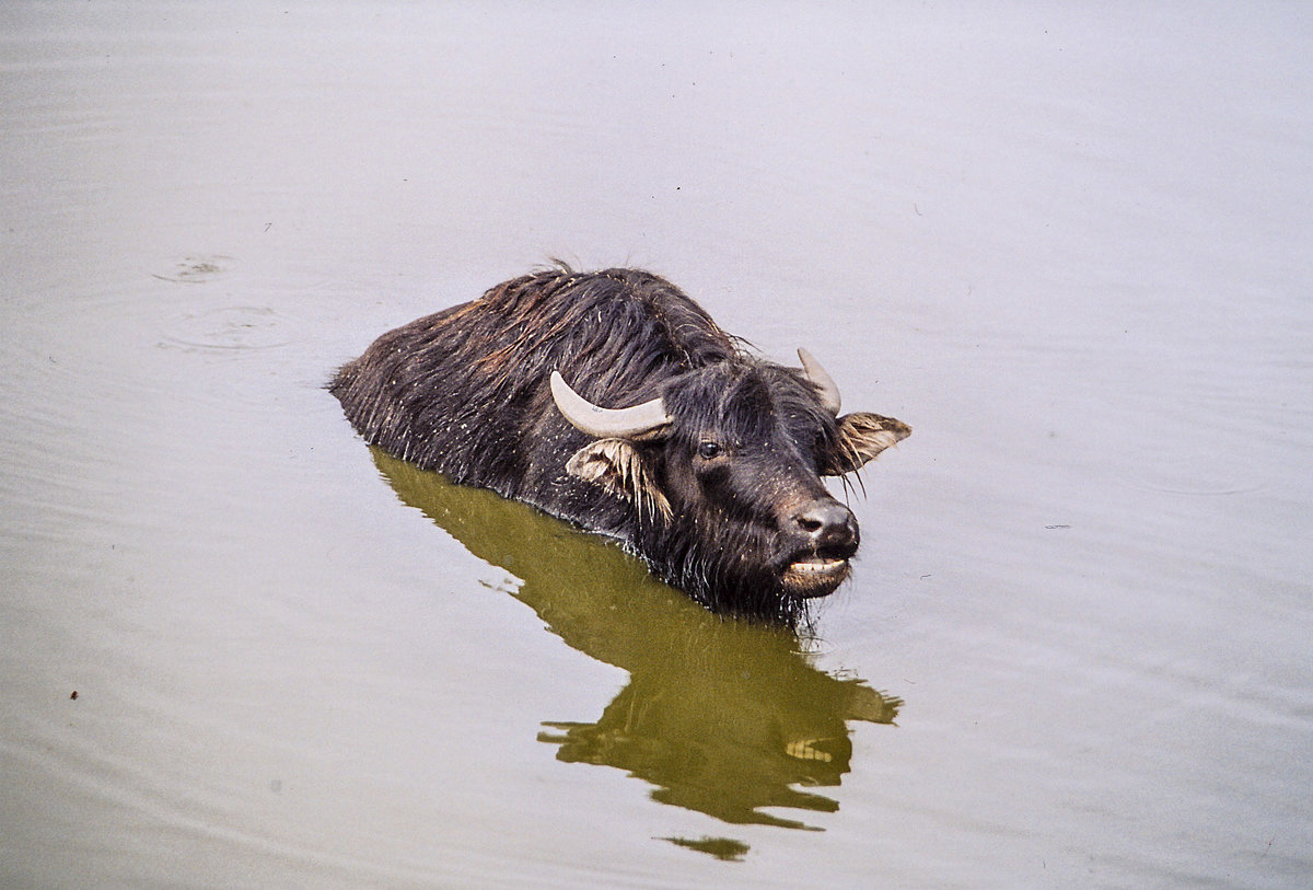 Wasserbffel im Givskud Zoo in Dnemark. Aufnahme: 30. Mai 2004.