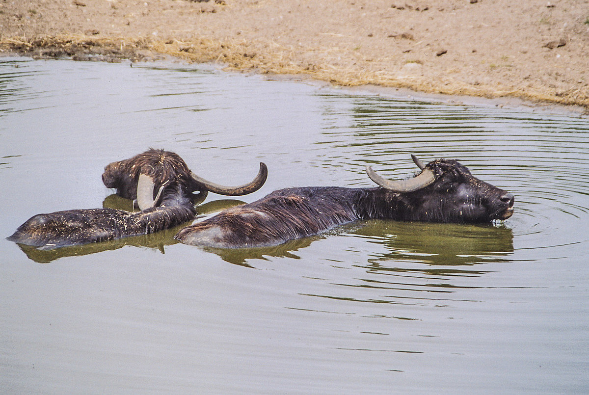 Wasserbffel im Givskud Zoo in Dnemark. Aufnahme: 30. Mai 2004.