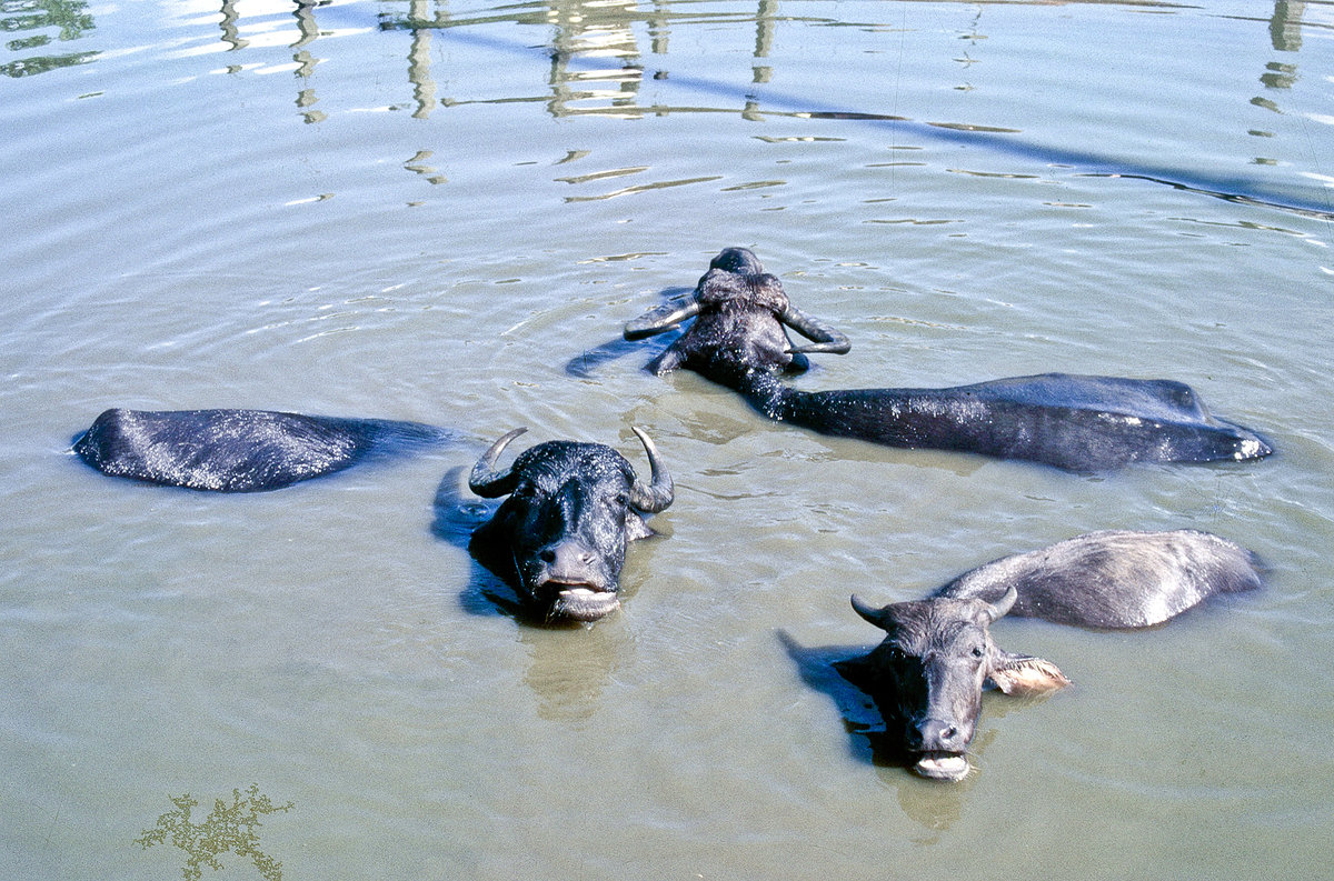 Wasserbffel im Seti Fluss in Bokhara. Bild vom Dia. Aufnahme: September 1988.