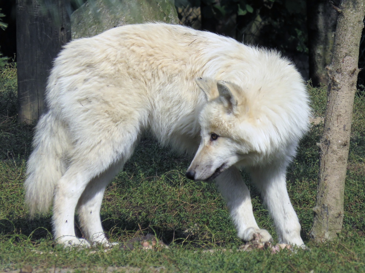 Weier Wolf (Polarwolf) im Zoo d'Amneville, 26.9.2017 