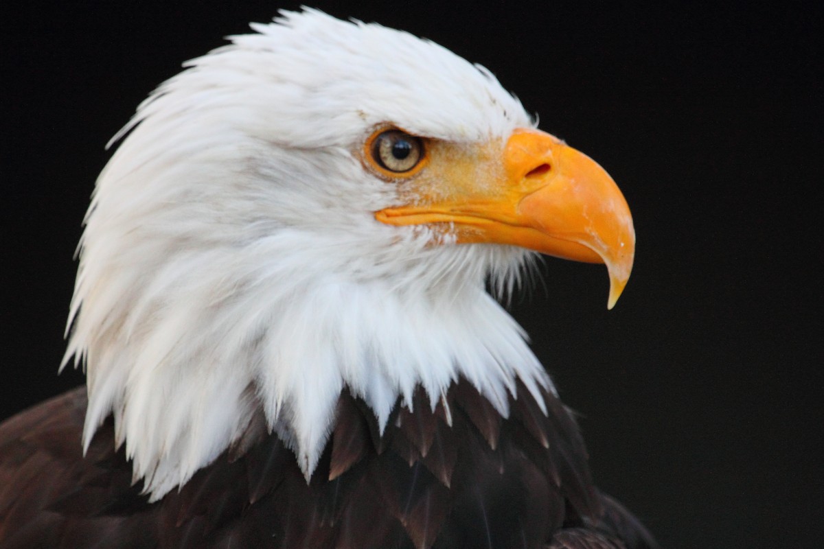 Weikopfseeadler in Tambach am 02.11.2015.