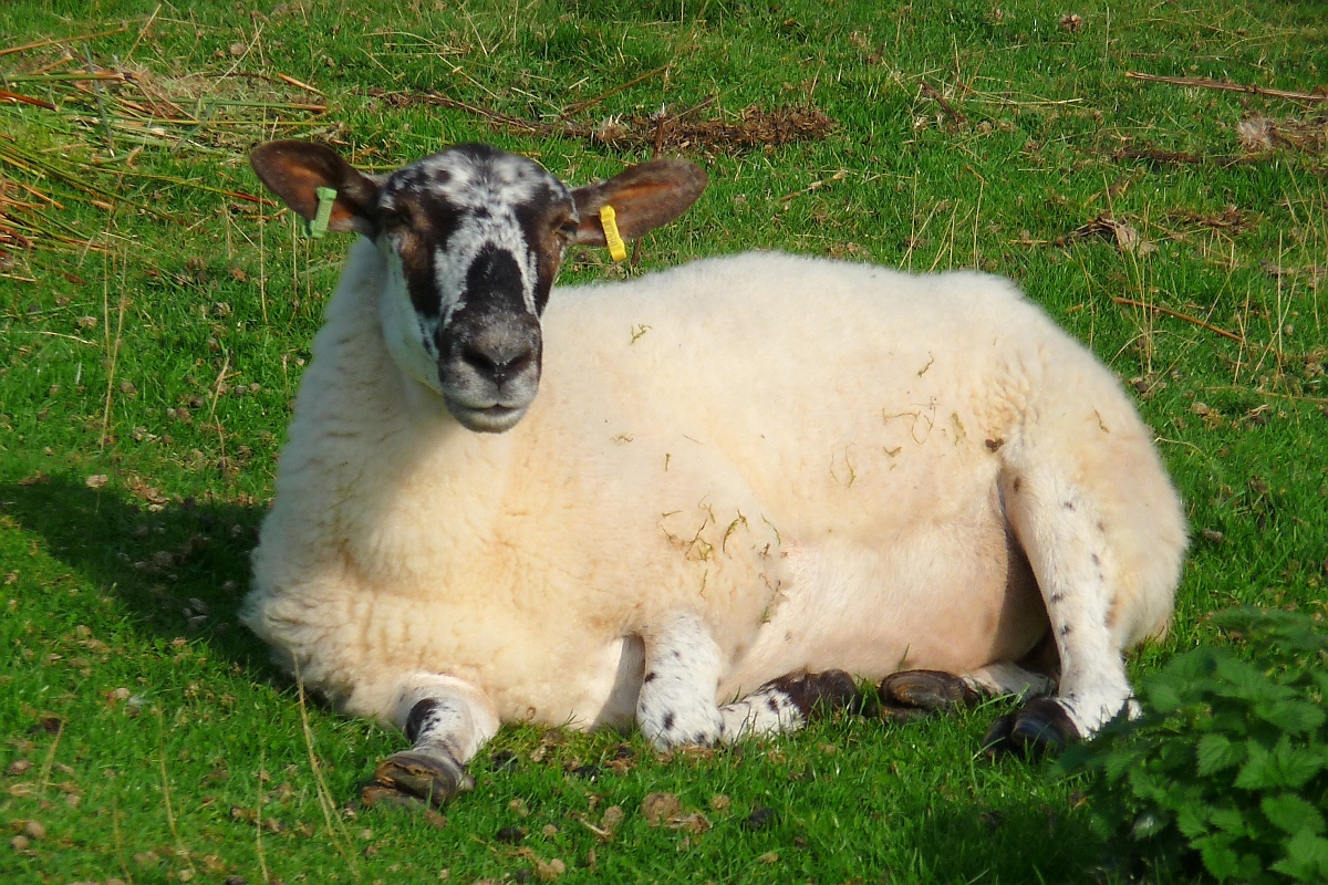 Welsh Mountain Sheep (Walisisches Bergschaf) im Brecon Beacons National Park, am Aufstieg zum Twyn-y-gaer, 15.09.16