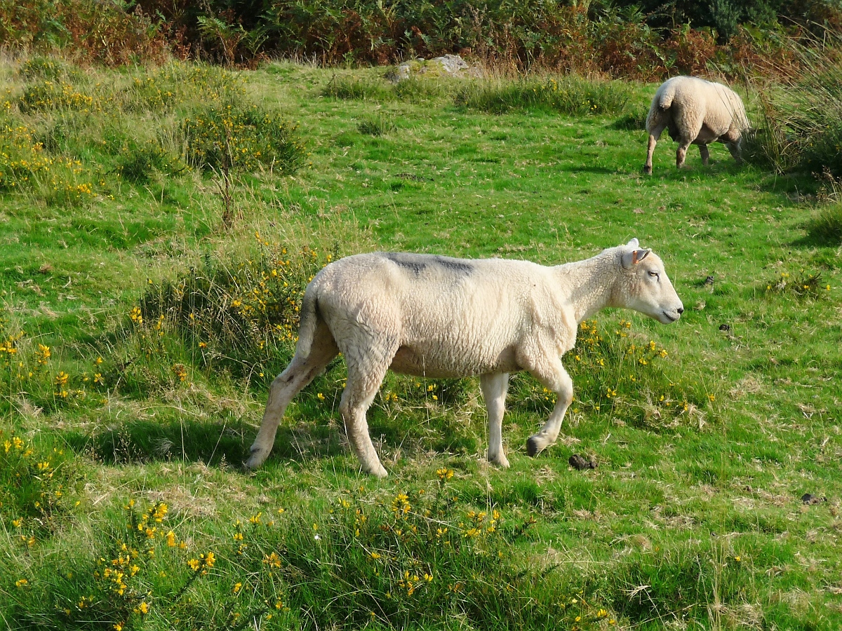 Welsh Mountain Sheeps (Walisische Bergschafe) im Brecon Beacons National Park, Mynydd Illtud, 15.09.16