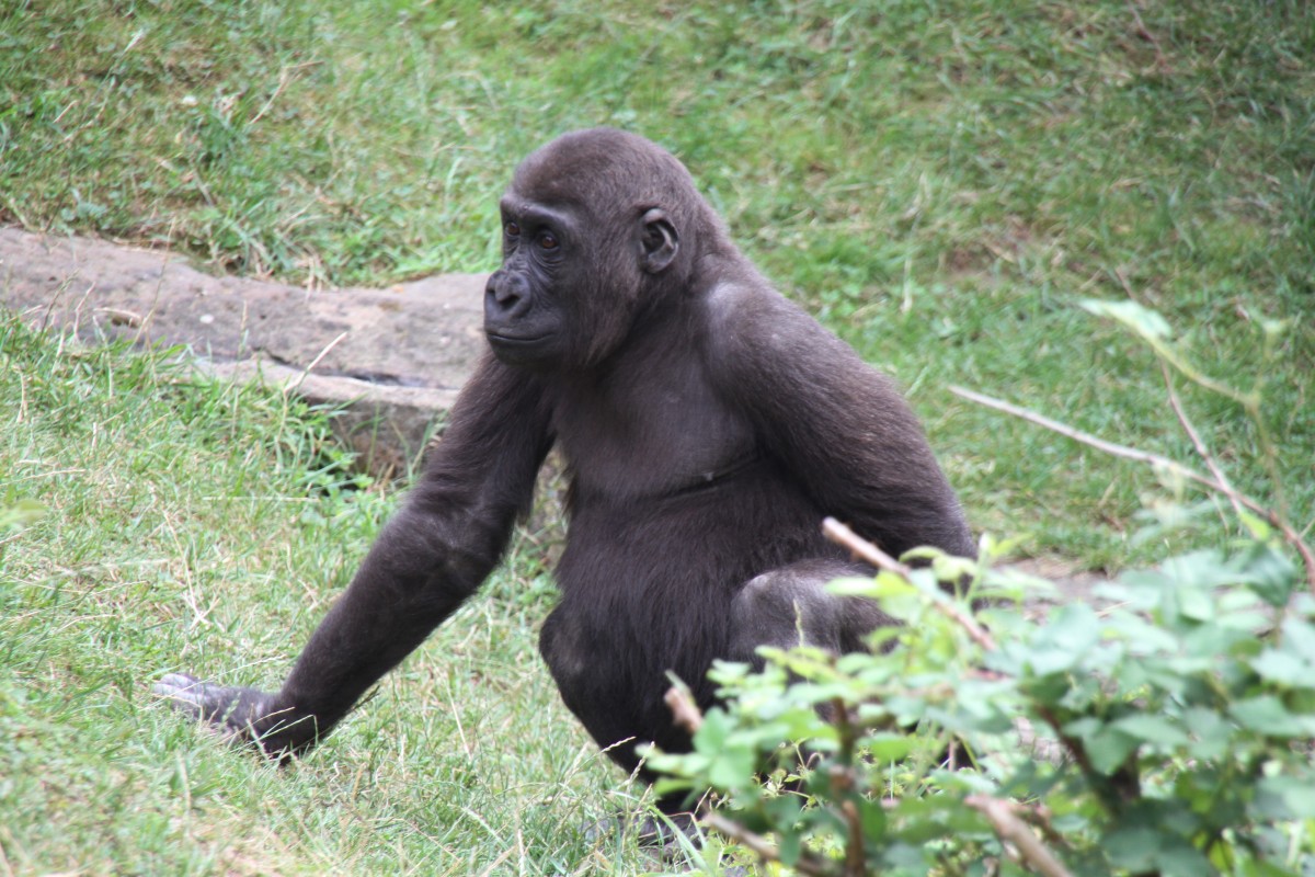 Westlicher Flachlandgorilla (Gorilla gorilla gorilla) am 25.7.2010 im Zoo Heildelberg.