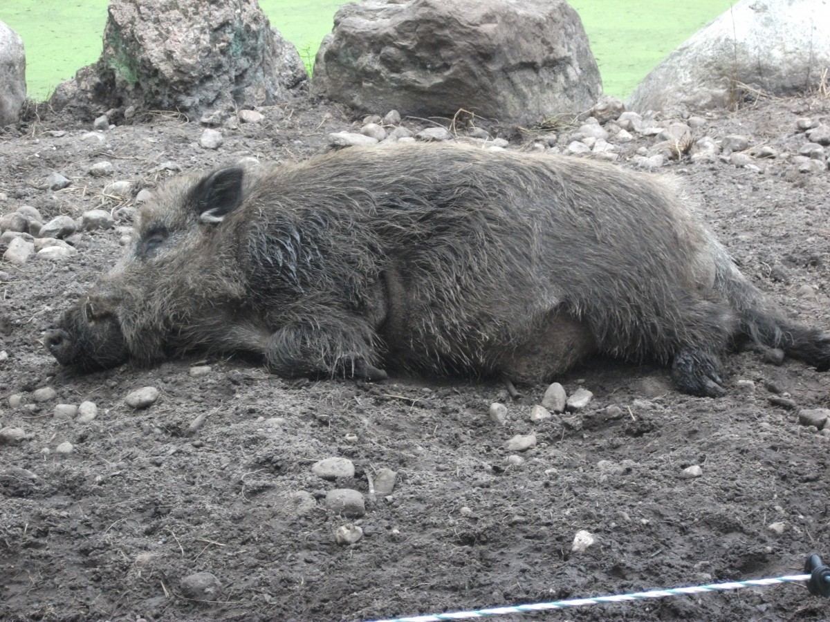 Wildschwein im Wildgehege Klvensteen in Hamburg-Rissen