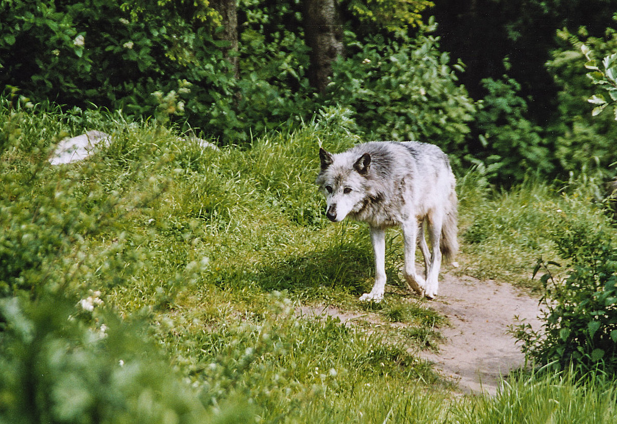 Wolf in Givskud Zoo in Dnemark. Aufnahme: 30. Mai 2004.
