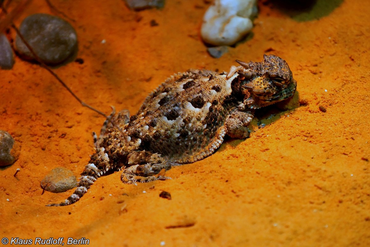 Wstenkrtenechse, Desert Horned Lizard (Phrynosoma platyrhinos), Vivarium Darmstadt, Oktober 2017. 