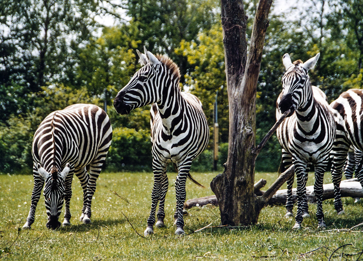 Zebras im Givskud Zoo in Dnemark. Aufnahme: 30. Mai 2004.