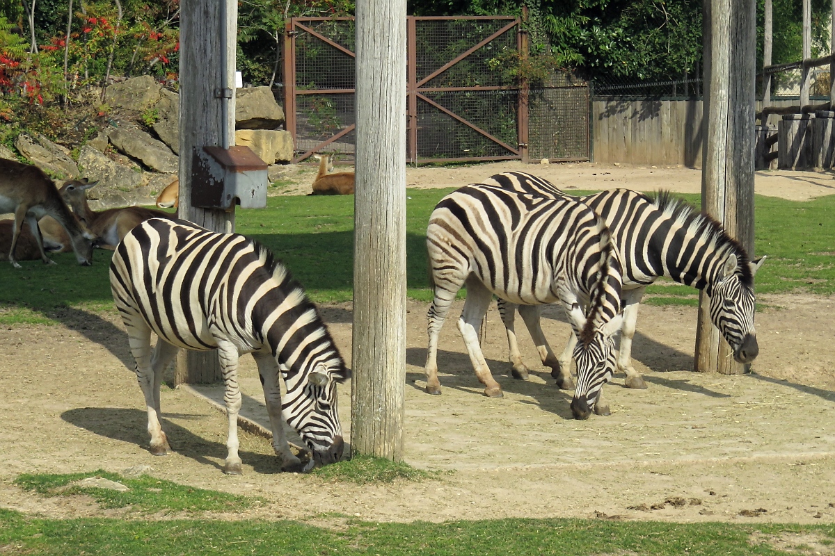 Zebras im Zoo d'Amneville, 26.9.2017