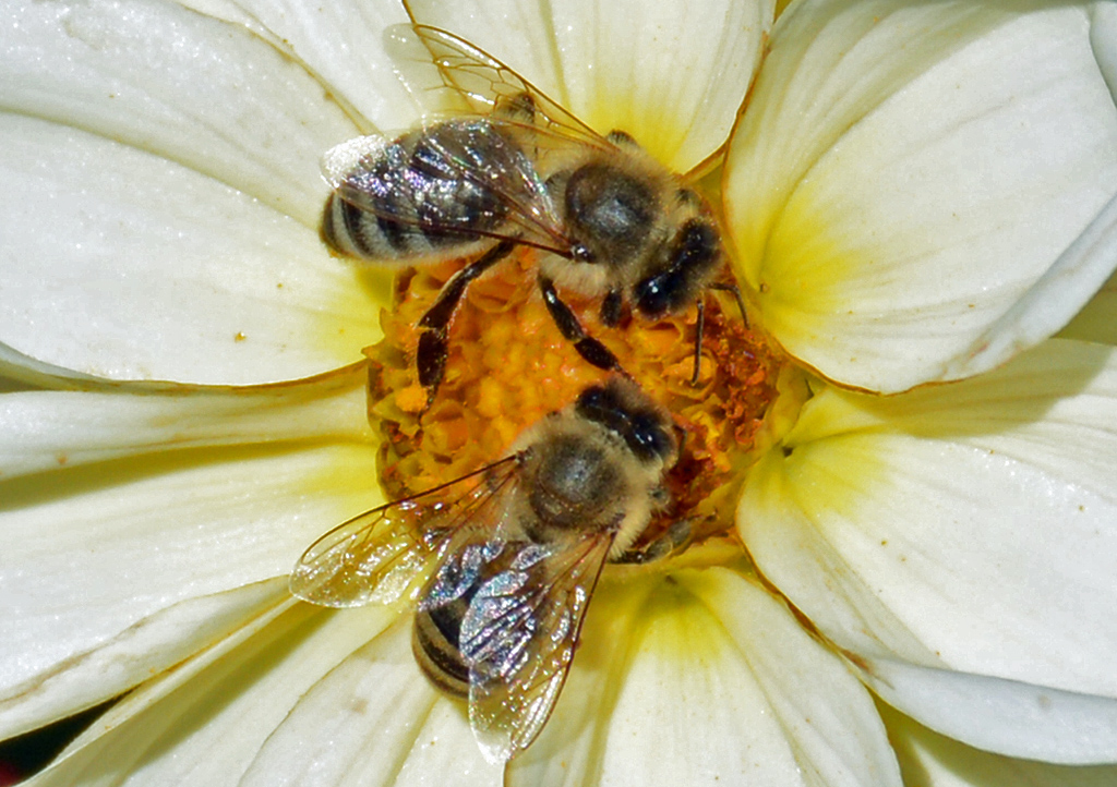 Zwei Bienen auf einer Blte - 26.08.2016