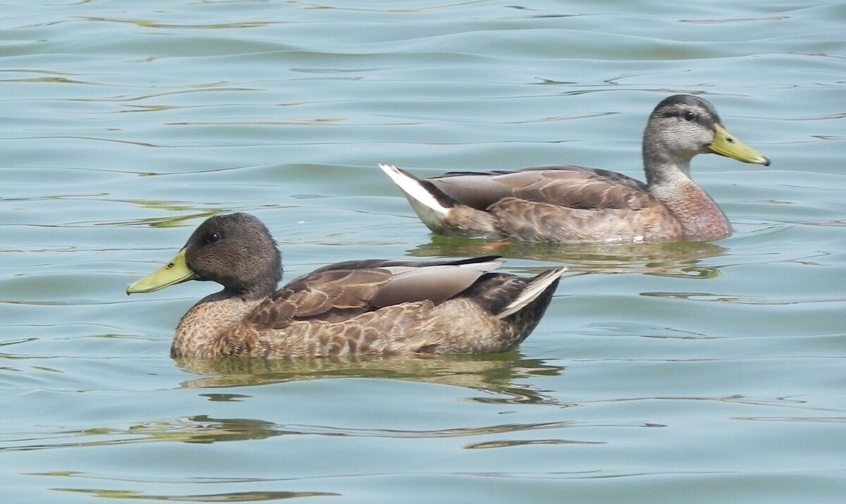 Zwei Enten am 23.07.22 im hollndischen Cadzand. Die Ente ist ein Tier aus der Familie der Entenvgel.