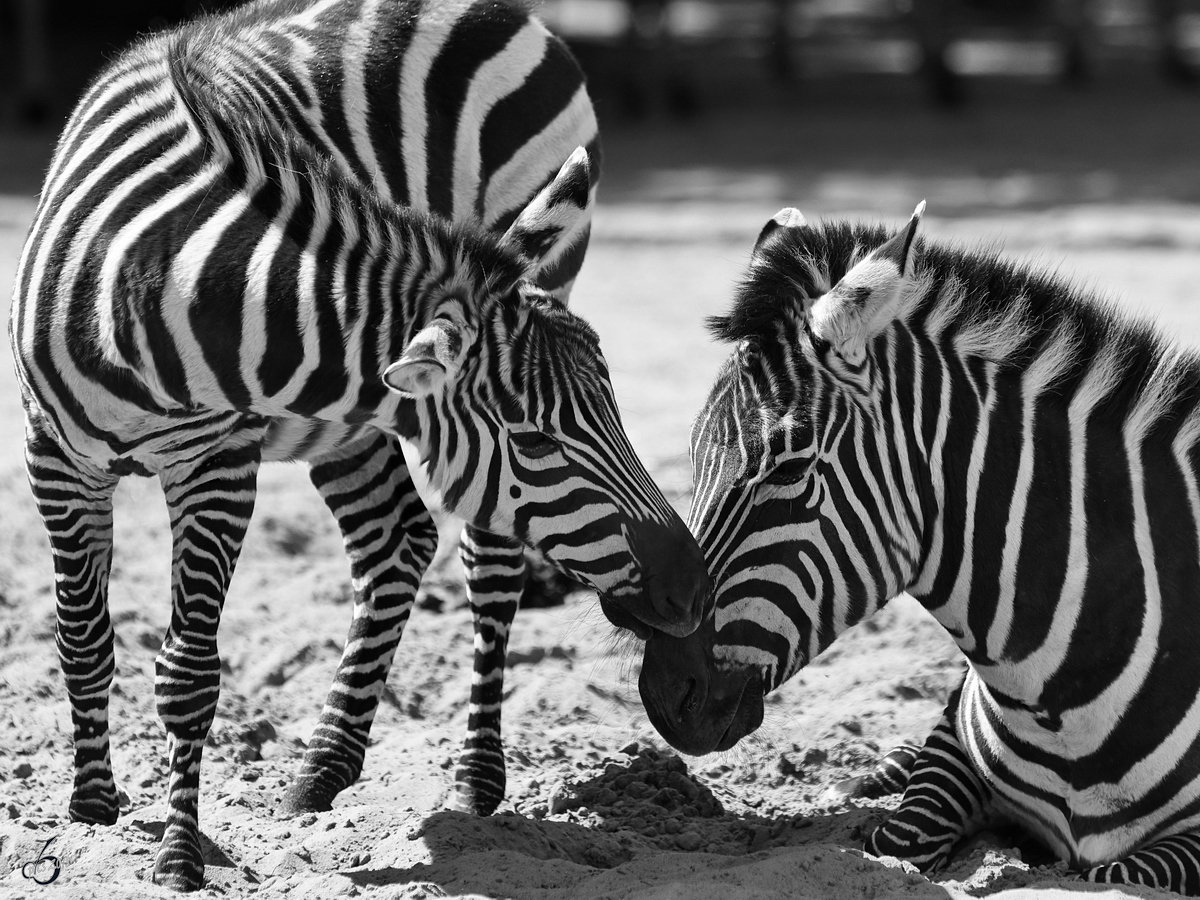 Zwei Grevy-Zebras zeigen ihre Zuneigung. (Zoo Berlin, April 2018)