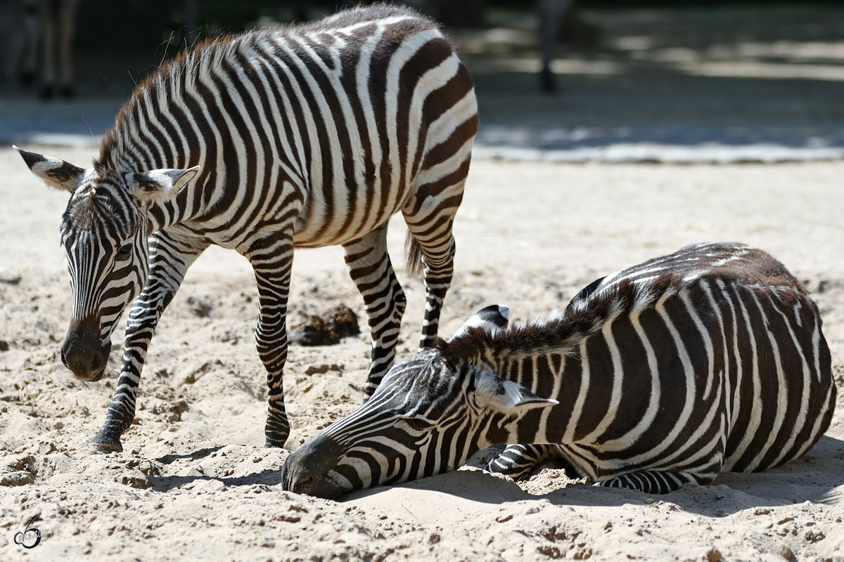 Zwei Grevy-Zebras im Zoo Berlin. (April 2018)
