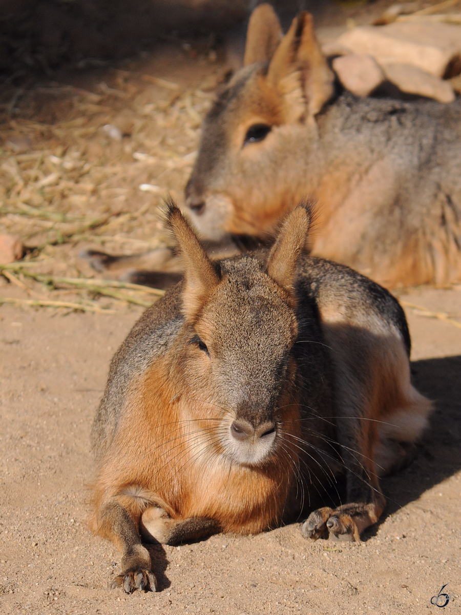 Zwei groe Maras gnnen sich eine Pause. (Zoo Barcelona, Dezember 2011)