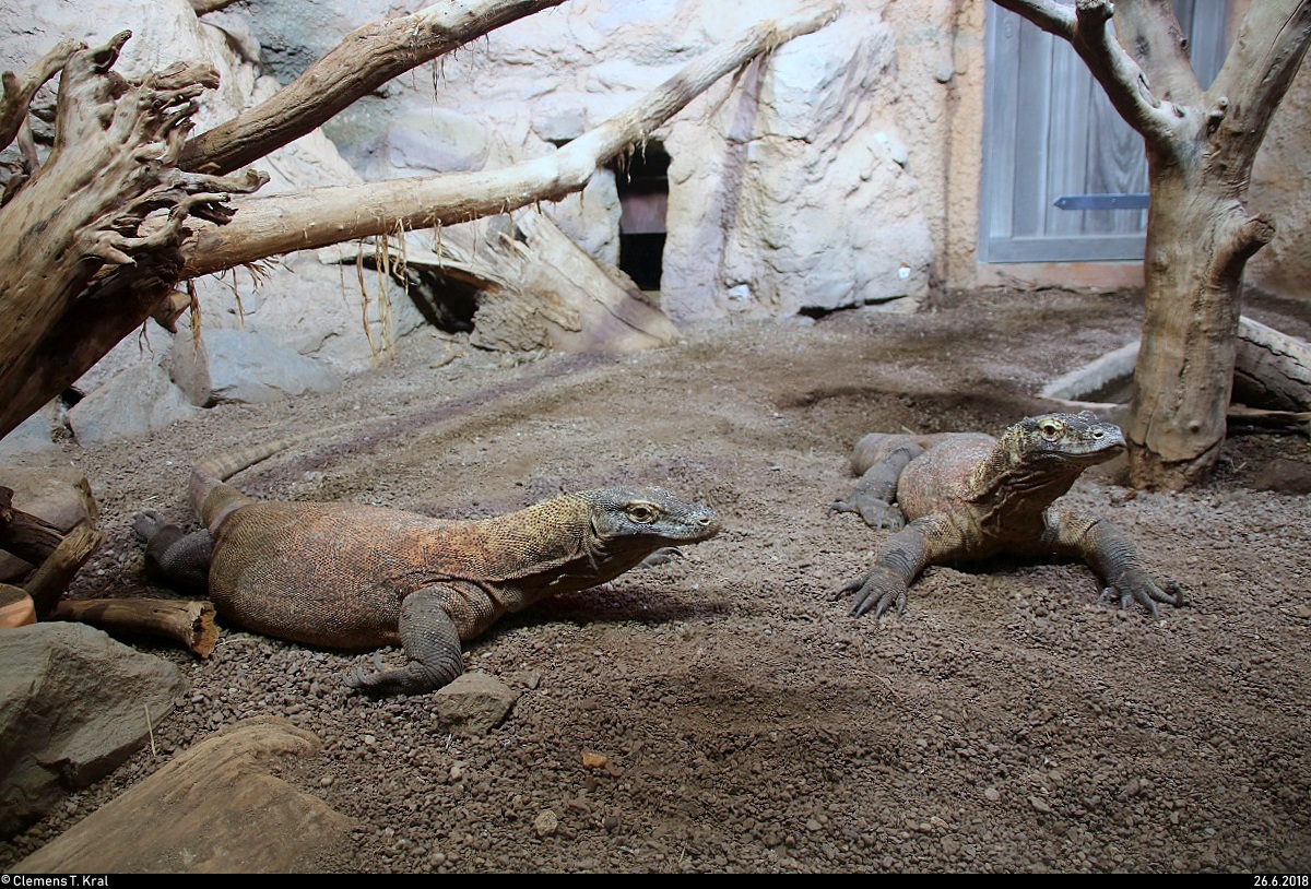 Zwei Komodowarane zeigen sich im Gondwanaland des Zoos Leipzig. [26.6.2018 | 11:51 Uhr]