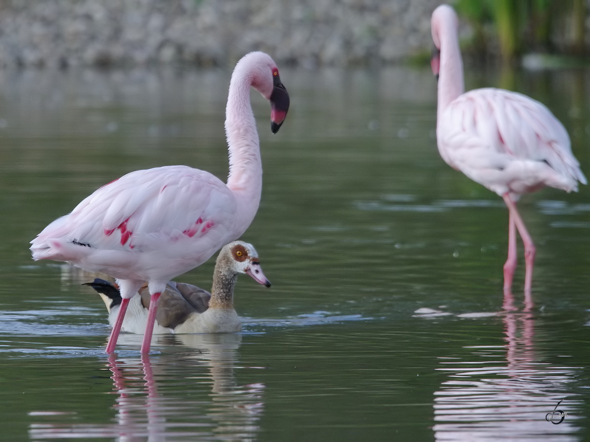 Zwei Rosa-Flamingos und eine Nilgans im Zoom Gelsenkirchen. (September 2009)