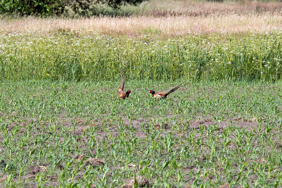 Zwei Streithhne (Fasane) auf einem Maisfeld. - 16.06.2015