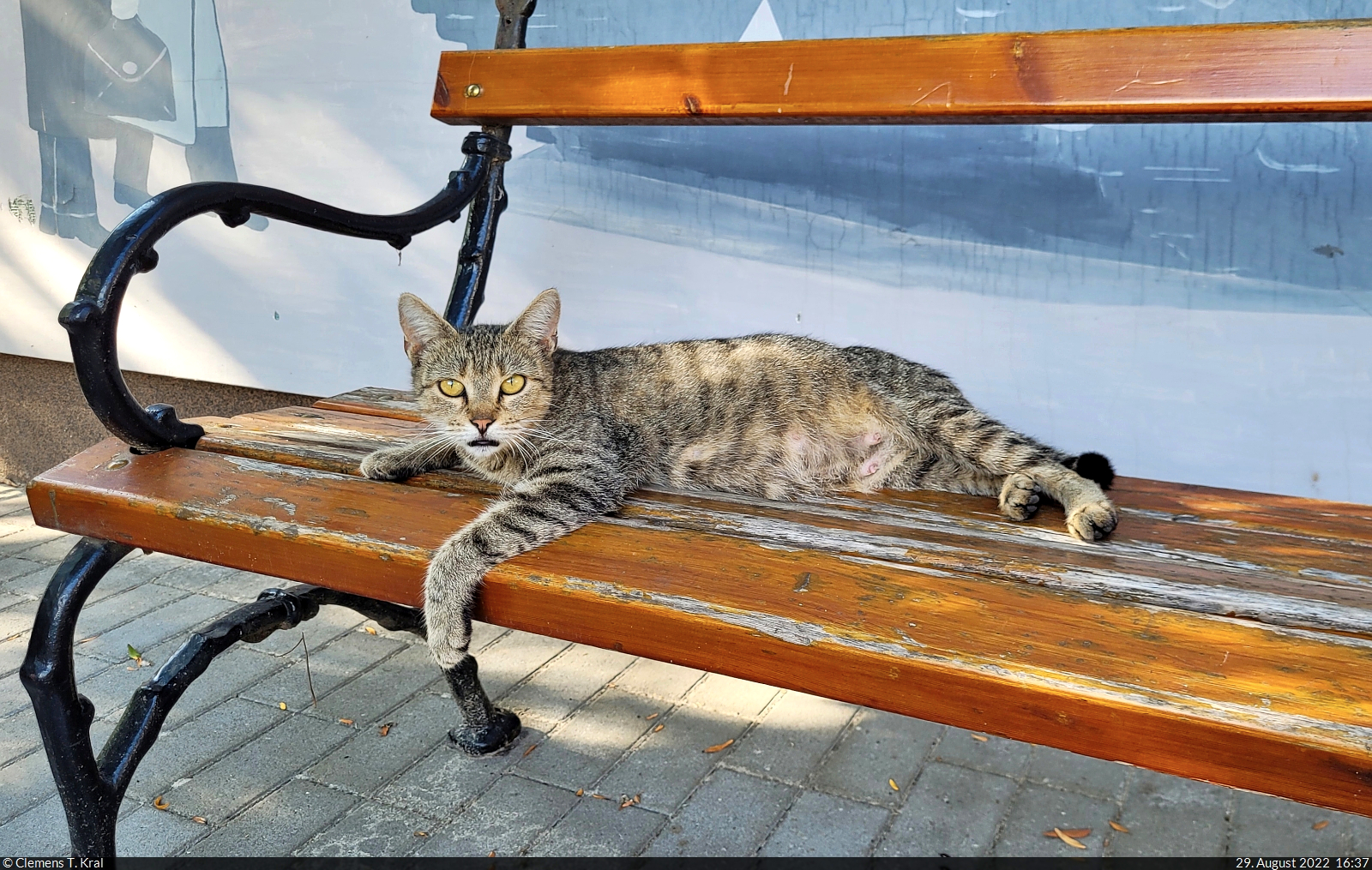 Auf einem idyllischen Hof in Imremajor sdlich von Balatonfenyves (HU), der als Tourismus- und Veranstaltungszentrum dient, haben die beraus gastfreundlichen Besitzer auch mehrere Katzen. Eine von ihnen liegt gerade auf einer Bank und beugt den Tierfreund.

🕓 29.8.2022 | 16:37 Uhr