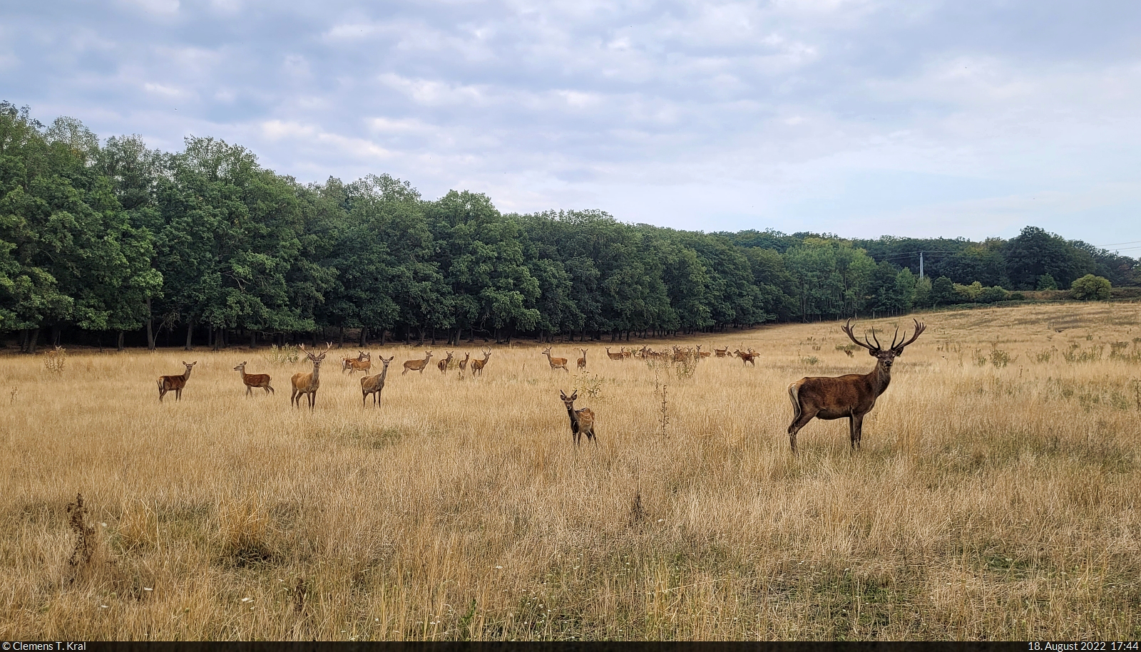 So viele Rehe und Hirsche auf einmal sieht man selten. Dieser Blick gelang durch einen Zaun am Othaler Wald, einem Naturschutzgebiet sdlich von Riestedt (Sangerhausen).

🕓 18.8.2022 | 17:44 Uhr