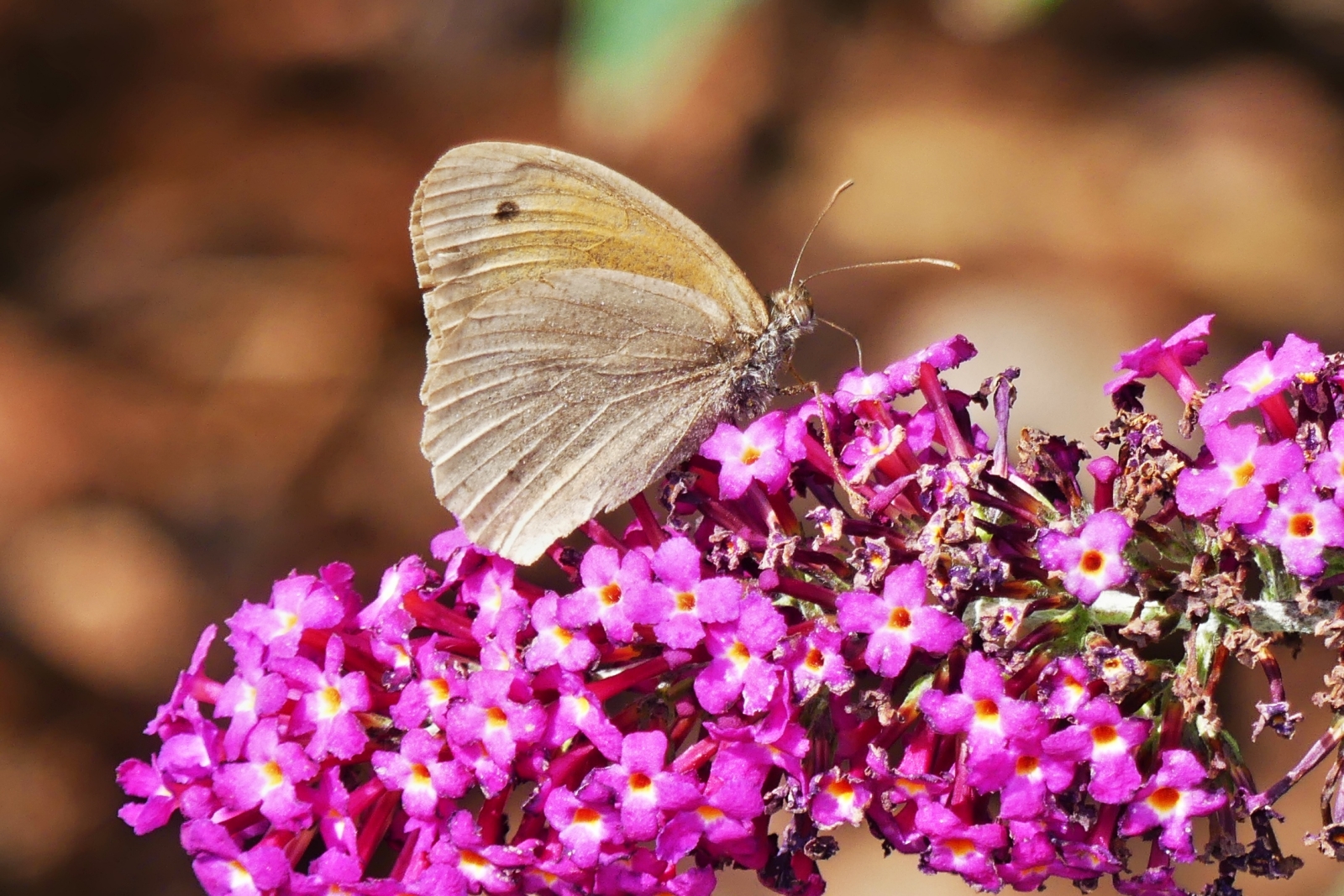 Wiesenvgelchen auf unserm Schmetterlingsstrauch (Buddleja davidii). 17.08.2023