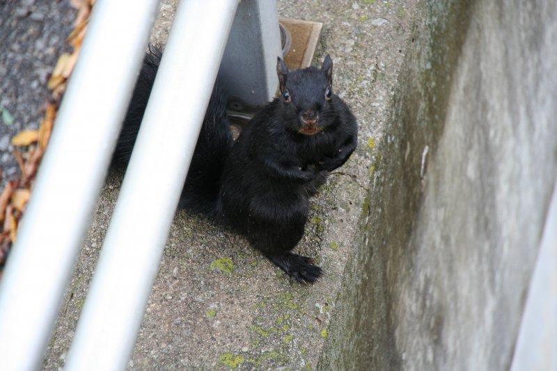 Auch dieses schwarze Grauhrnchen wartet ungeduldig auf Nsse. Vieleicht kam gerade ein Zug und kein Fuzzi hatte Zeit zum Fttern. 3.10.2009 in Burlington (Ontario).