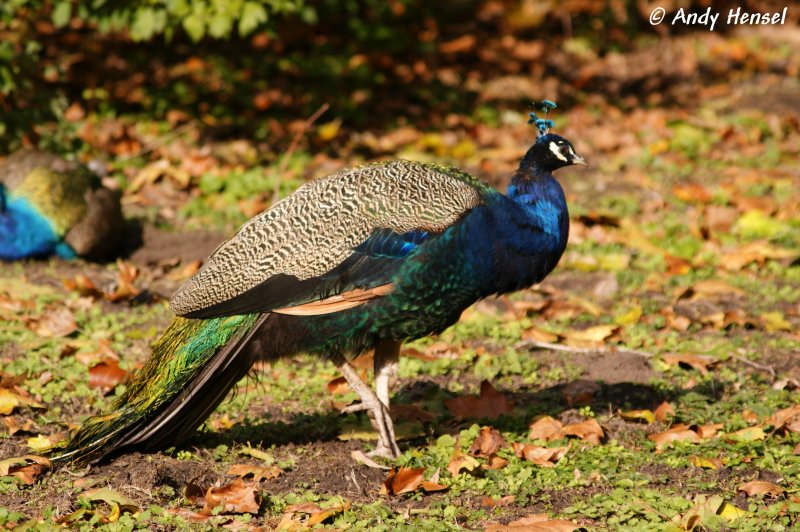 Blauer Pfau.  