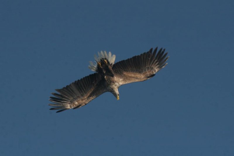 Dann! Der erste Kadver treibt auf der Oberflche. Schnell nhert sich der Adler seine Beute und dreht einen Looping.