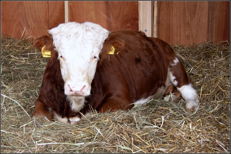 Das HinterwälderRind (Bos primigenius taurus) kommt aus dem