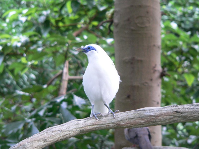 Der Balistar oder auch Bali Mynah ist eine gefhrdete Vogelart. Hier in der Voliere des Hong Kong Park, 2007