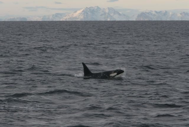 Ein Orca im Vestfjorden. Im Hintergrund sieht man die Lofoteninsel Aust Vagya.