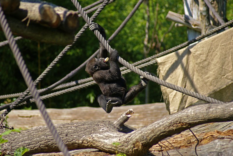 Gorilla-Baby beim fressen. Zoo Leipzig 17.08.2008 