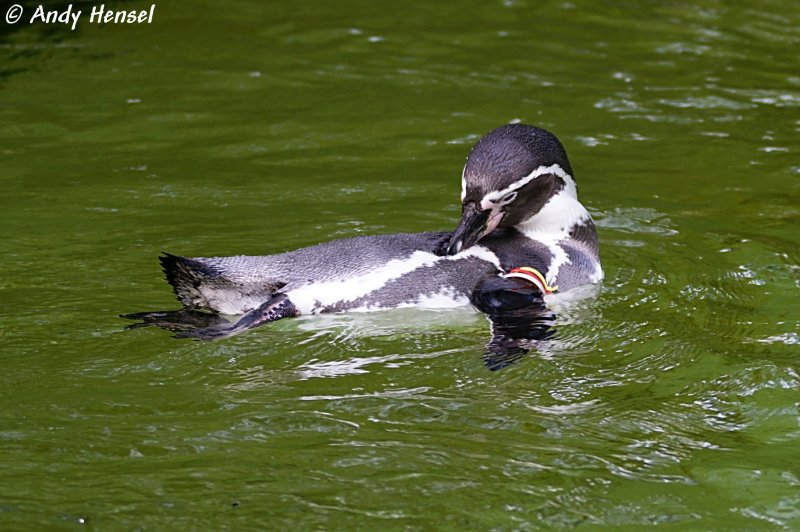 Humboldtpinguin beim putzen.  