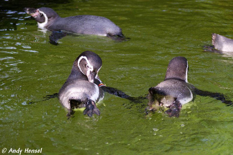Humboldtpinguine   