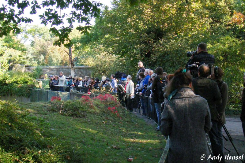Knapp 9 Millionen Menschen haben den Publikumsliebling des Berliner Zoos schon gesehen.