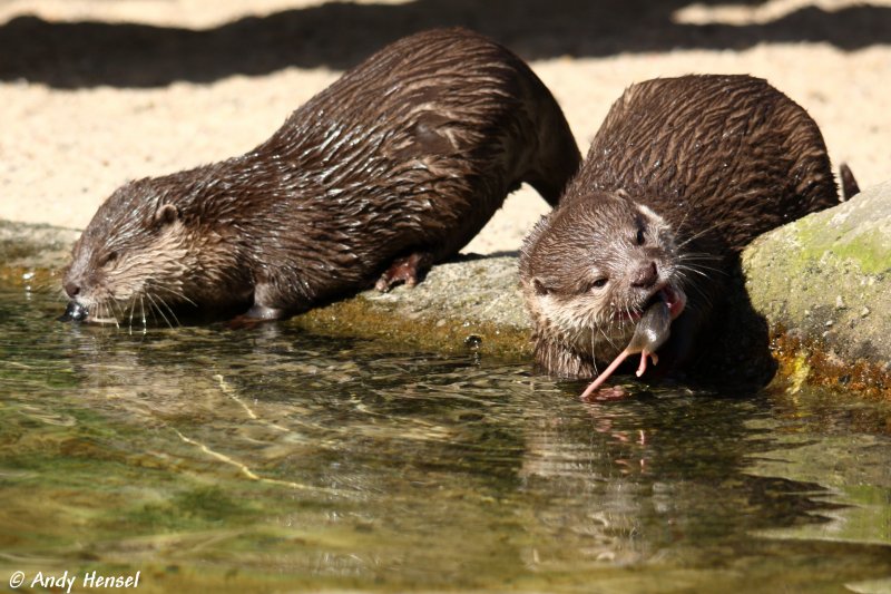 Kurzkrallenotter oder auch Zwergotter.  