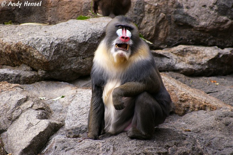 Mandrill-M�nnchen.   