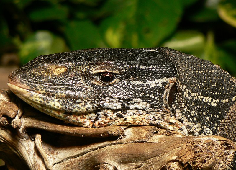 Nahaufnahme einer Groechse im Terrarium des Klner Zoos 