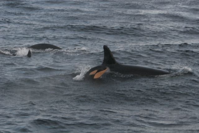 Orcas sind nicht erst durch Free Willy als posierliche Tiere bekannt. Doch kaum Jemand wei, dass Orca-Babys eine orange Hautfarbe haben. Hier ein Orca-Baby neben seine Mutter im norwegischen Vestfjorden; November 2005