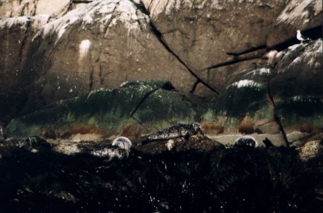 Robben auf der norwegischen Insel Anda.