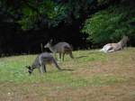 3 Kngurus liegen/laufen hier in ihrem Gehge im Nrnberger Tierpark am 29.07.2013.