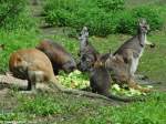 Vier Knguruarten auf einem Platz