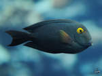 Ein Goldring-Borstenzahndoktorfisch